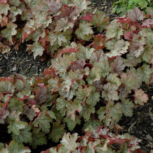 Heuchera : VILLOSA CARNIVAL FALL FESTIVAL Perene Superbe