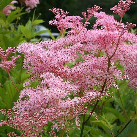 Filipendula rubra : VENUSTA MAGNIFICA Perene Superbe