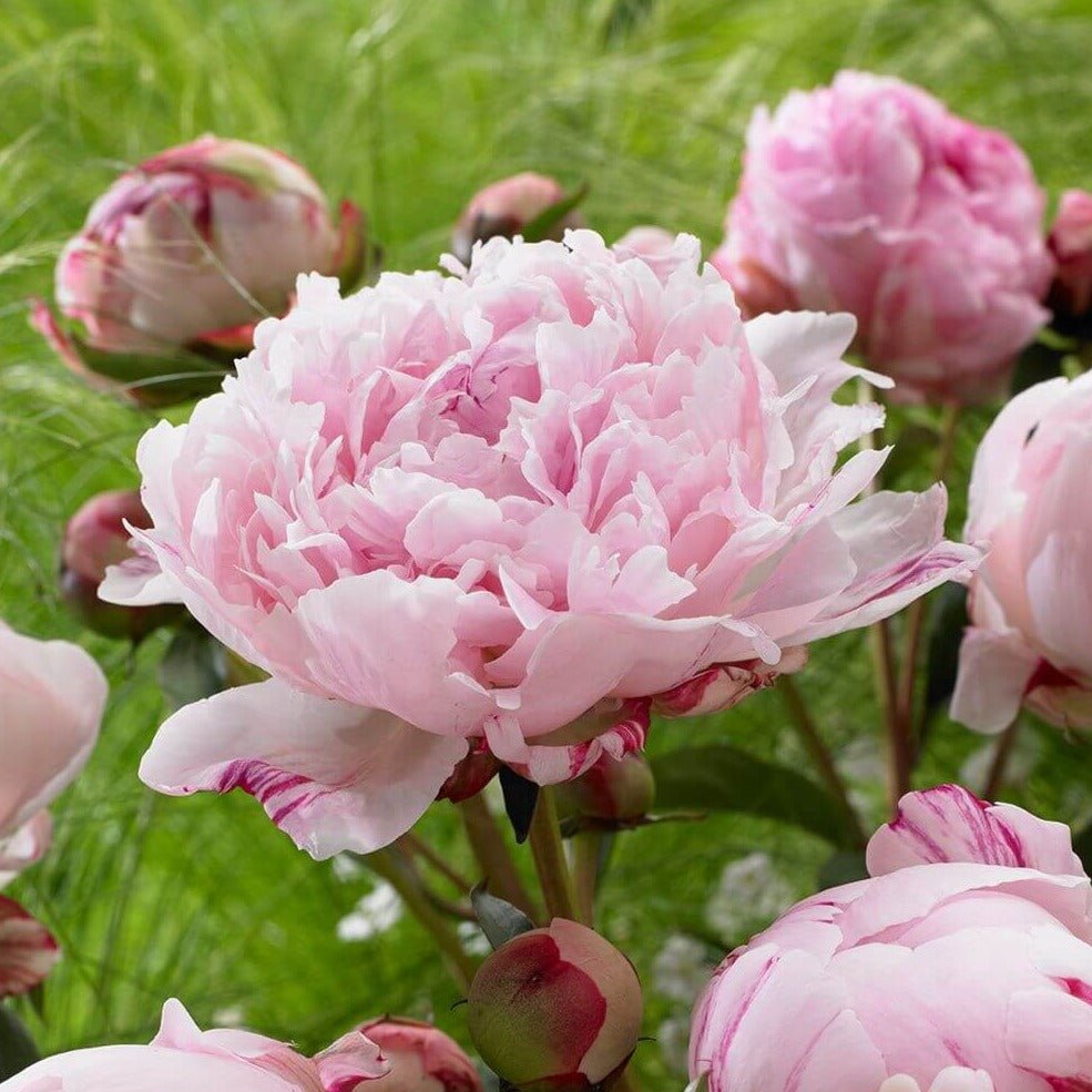 Paeonia : SARAH BERNHARDT Perene Superbe