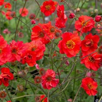 Geum coccineum : FLAMES OF PASSION Perene Superbe