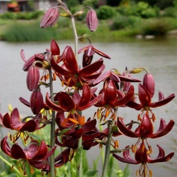 Lilium martagon : CLAUDE SHRIDE Perene Superbe