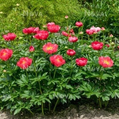 Paeonia lactiflora : FLAME Perene Superbe