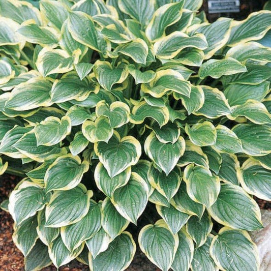 Hosta : SO SWEET Perene Superbe