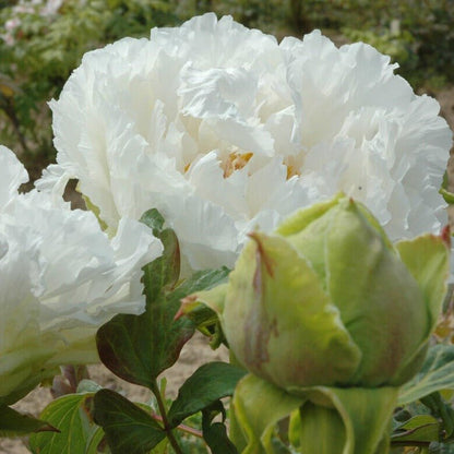 Paeonia suffruticosa : FUSOTSUKASA Perene Superbe