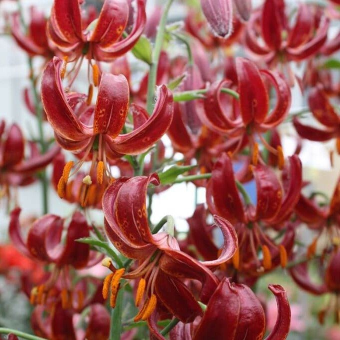 Lilium martagon : CLAUDE SHRIDE Perene Superbe