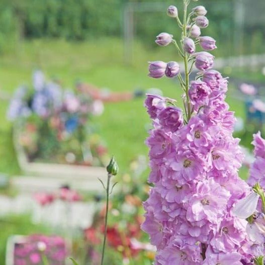 Delphinium elantum : AMARA BARBARA Perene Superbe