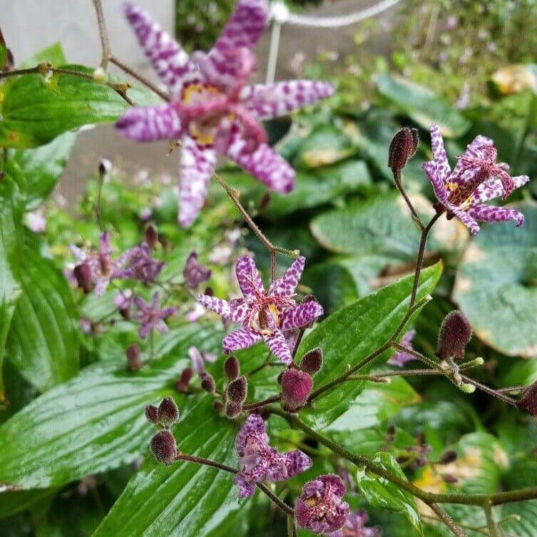 Tricyrtis formosa : PURPLE BEAUTY Perene Superbe