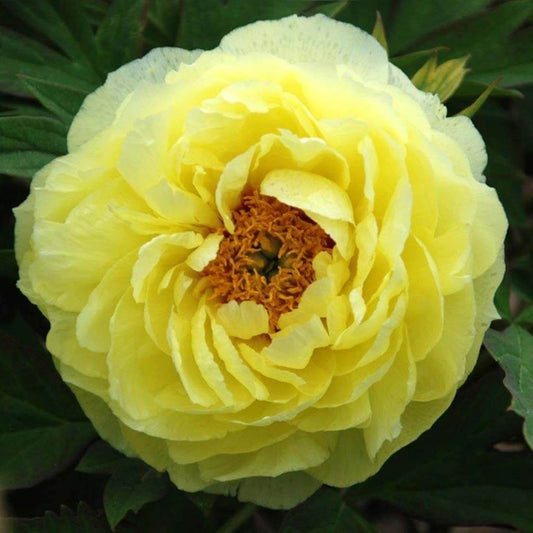 Paeonia suffruticosa : HAI HUANG Perene Superbe