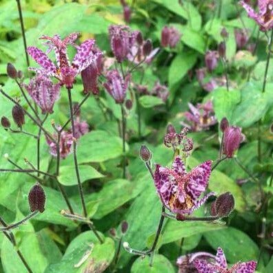 Tricyrtis formosa : PURPLE BEAUTY Perene Superbe