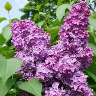 Liliac : CHARLES JOLY Perene Superbe