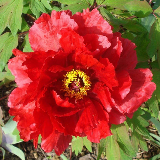 Paeonia suffruticosa : TAIYO Perene Superbe