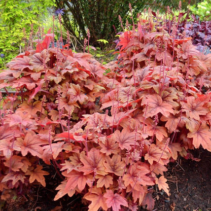 Heuchera : SWEET TEA Perene Superbe