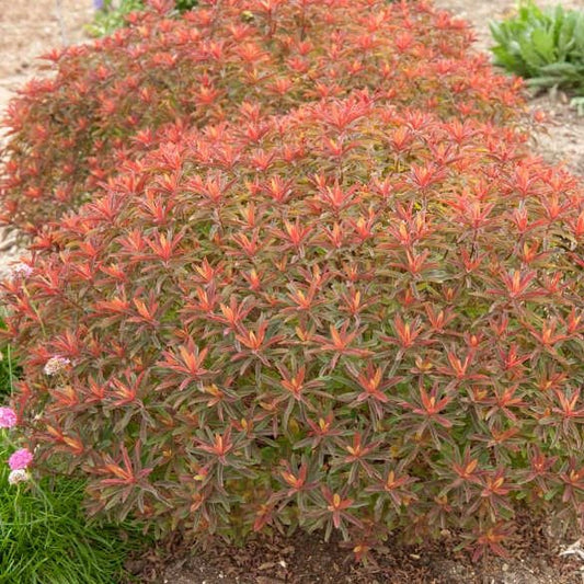 Euphorbia X Polychroma : BONFIRE Perene Superbe