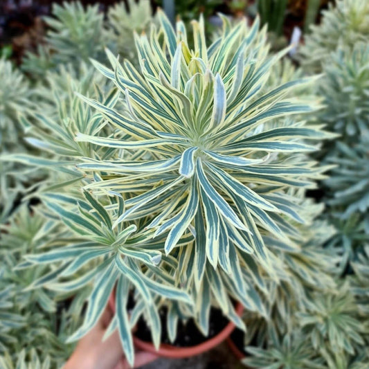 Euphorbia characias : TASMANIAN TIGER Perene Superbe