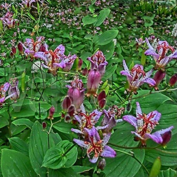 Tricyrtis formosa : PURPLE BEAUTY Perene Superbe