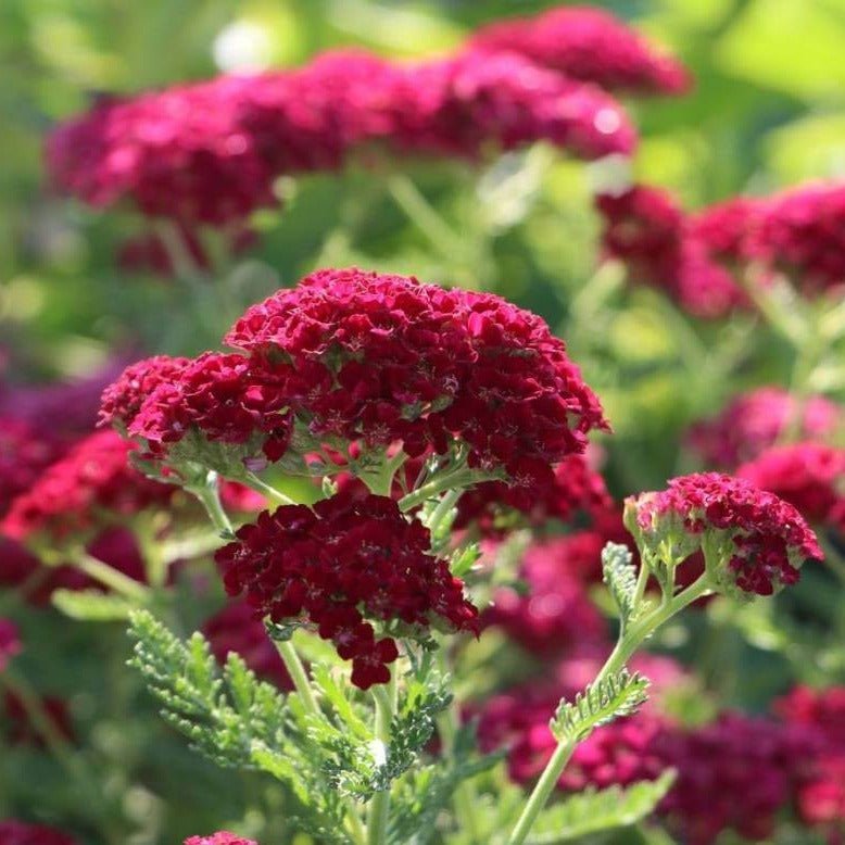 Achillea millefolium : TUTTI FRUTTI - POMEGRANATE Perene Superbe