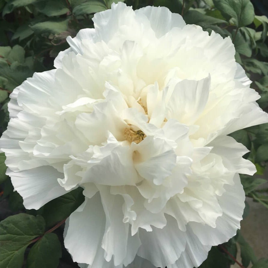 Paeonia suffruticosa : FUSOTSUKASA Perene Superbe