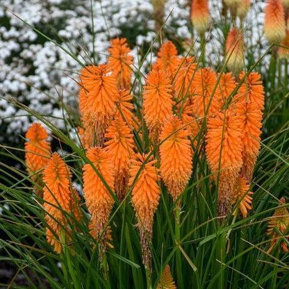 Kniphofia uvaria : PYROMANIA ORANGE BLAZE Perene Superbe