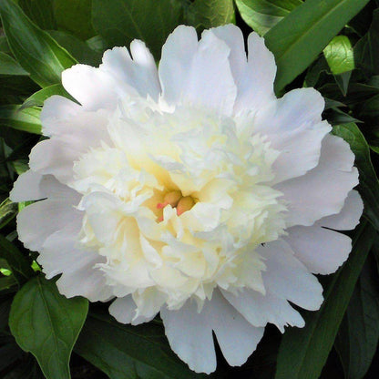 Paeonia lactiflora : CHARLES WHITE Perene Superbe