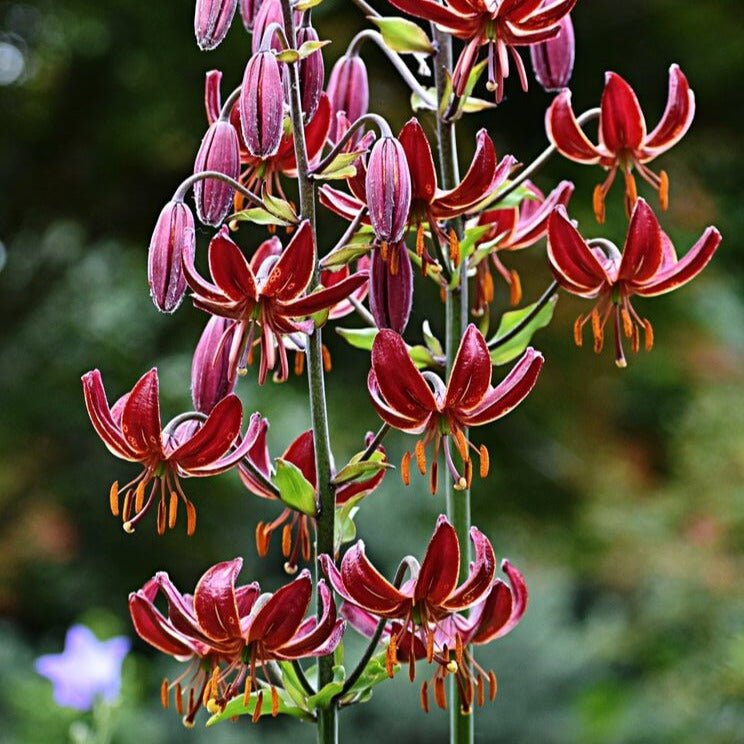 Lilium martagon : CLAUDE SHRIDE Perene Superbe