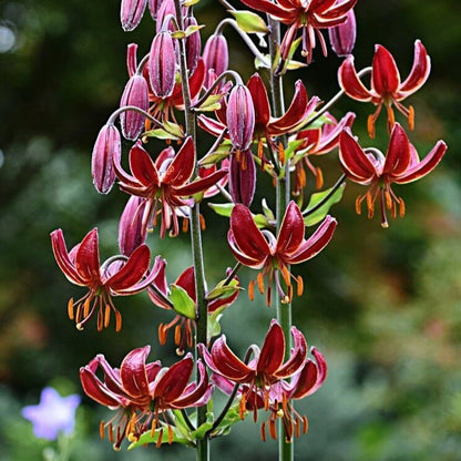 Lilium martagon : CLAUDE SHRIDE Perene Superbe