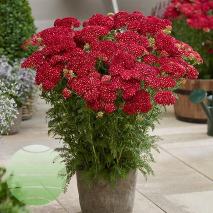 Achillea millefolium : TUTTI FRUTTI - POMEGRANATE Perene Superbe