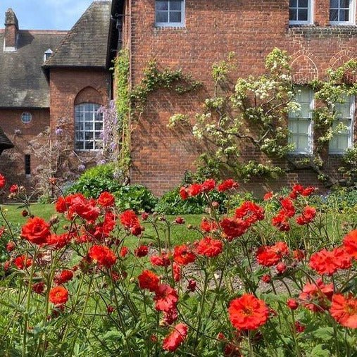 Geum coccineum : FLAMES OF PASSION Perene Superbe