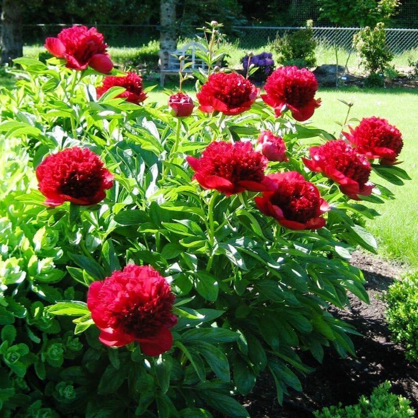 Paeonia : RED CHARM Perene Superbe