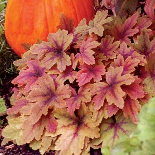 Heuchera : SWEET TEA Perene Superbe