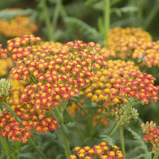 ACHILLEA : WALTER FUNCKE Jardina.eu