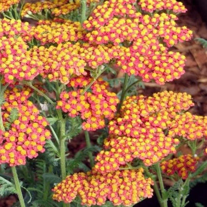 ACHILLEA : WALTER FUNCKE Jardina.eu