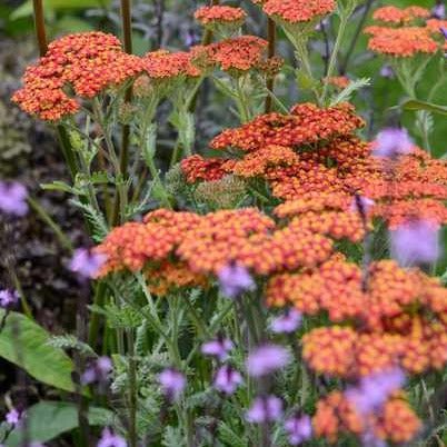 ACHILLEA : WALTER FUNCKE Jardina.eu