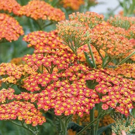 ACHILLEA : WALTER FUNCKE Jardina.eu