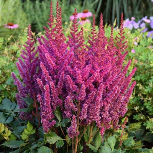 ASTILBE CHINENSIS VISION IN RED Jardina.eu