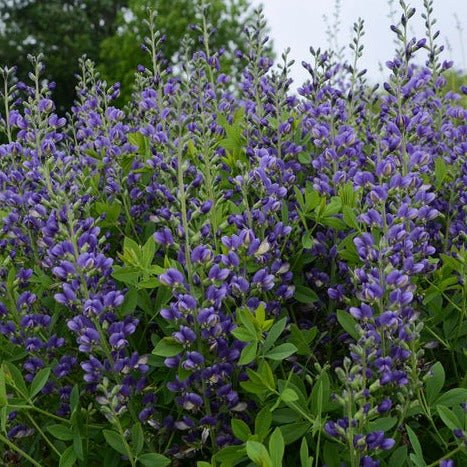 BAPTISIA DECADENCE : BLUEBERRY SUNDAY Jardina.eu