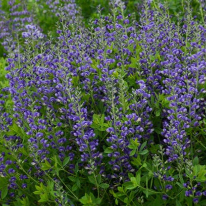 BAPTISIA DECADENCE : BLUEBERRY SUNDAY Jardina.eu