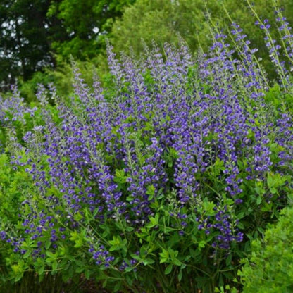 BAPTISIA DECADENCE : BLUEBERRY SUNDAY Jardina.eu