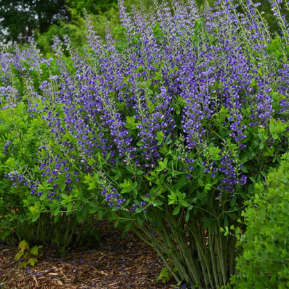 BAPTISIA DECADENCE : BLUEBERRY SUNDAY Jardina.eu