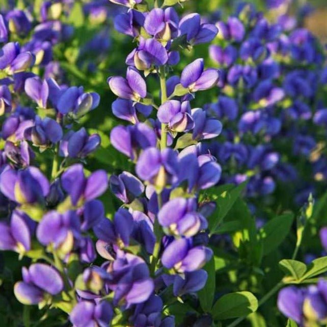 BAPTISIA DECADENCE : BLUEBERRY SUNDAY Jardina.eu