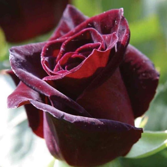 BLACK BACCARA Trandafir teahibrid