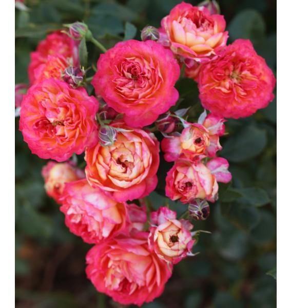 Baby Romantica