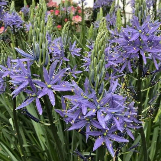 CAMASSIA LEICHTLINII CAERULEA Jardina.eu