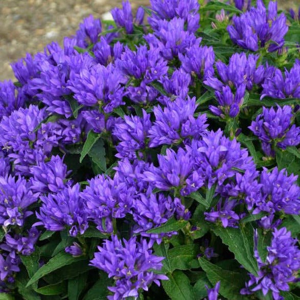 CAMPANULA GENTI BLUE Jardina.eu