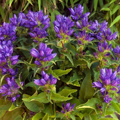 CAMPANULA GENTI BLUE Jardina.eu