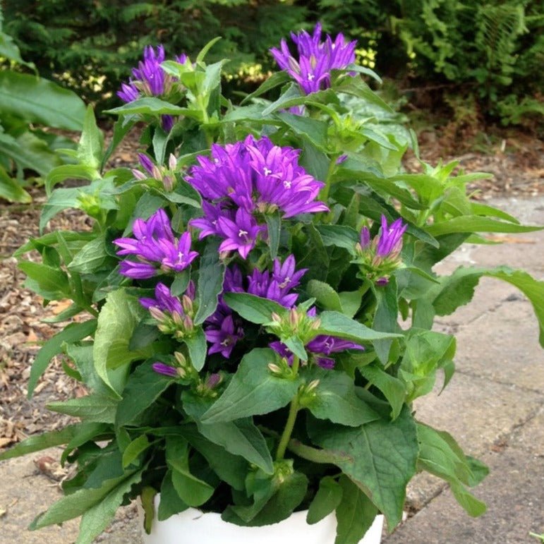 CAMPANULA GENTI BLUE Jardina.eu