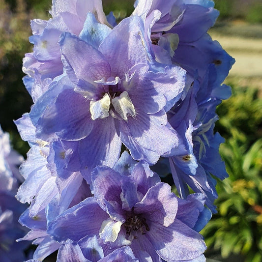 DELPHINIUM DELGENIUS SHELBY Jardina.eu