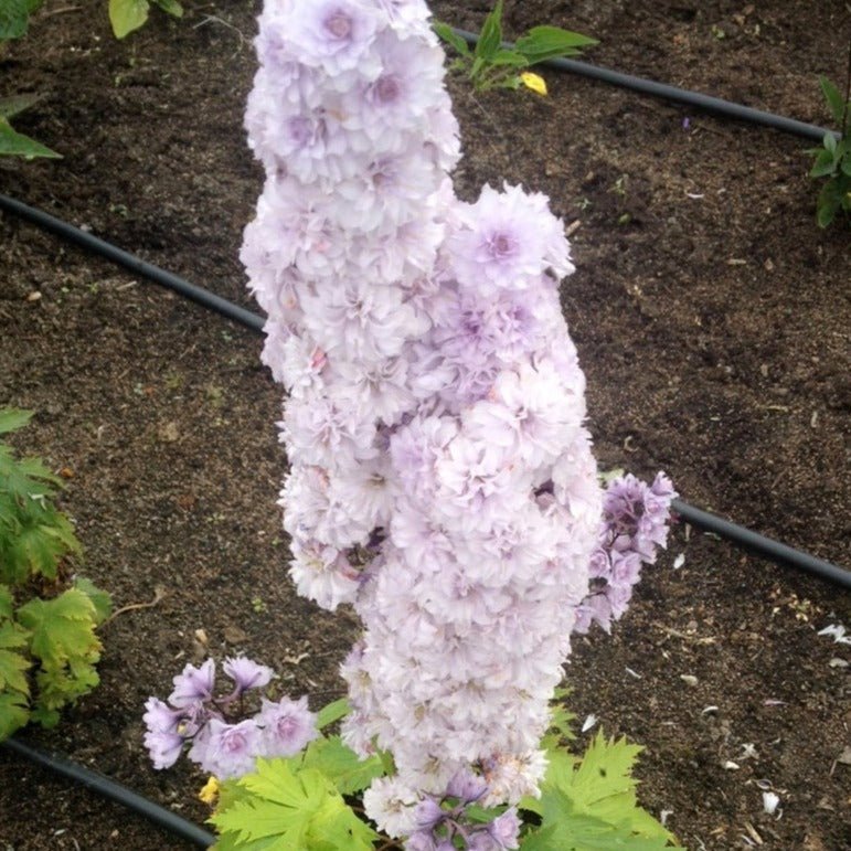 DELPHINIUM HIGHLANDER : CHA CHA Jardina.eu