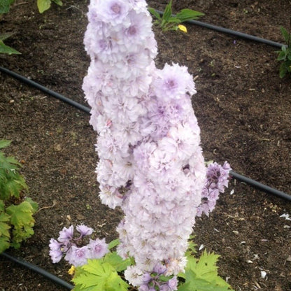 DELPHINIUM HIGHLANDER : CHA CHA Jardina.eu