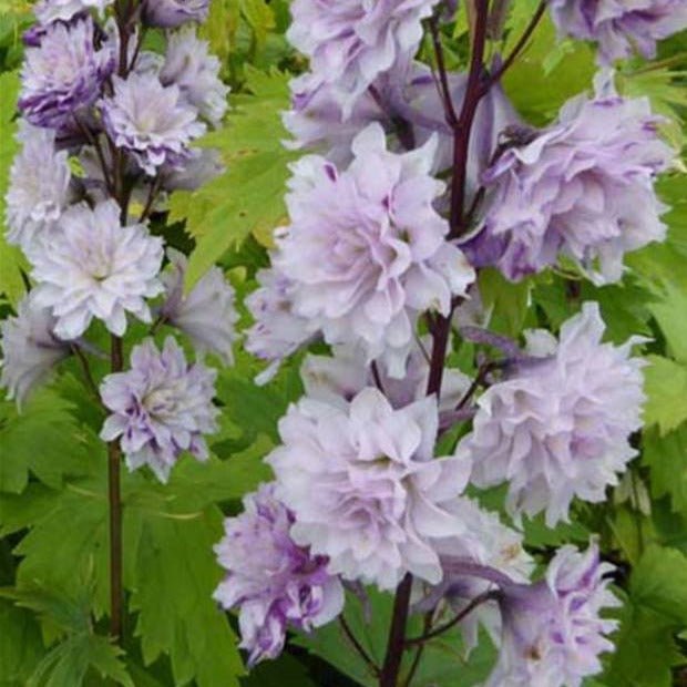 DELPHINIUM HIGHLANDER : CHA CHA Jardina.eu