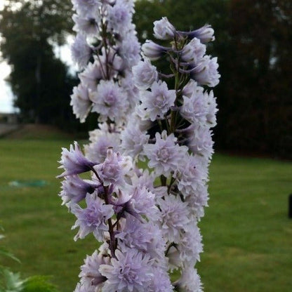 DELPHINIUM HIGHLANDER : CHA CHA Jardina.eu